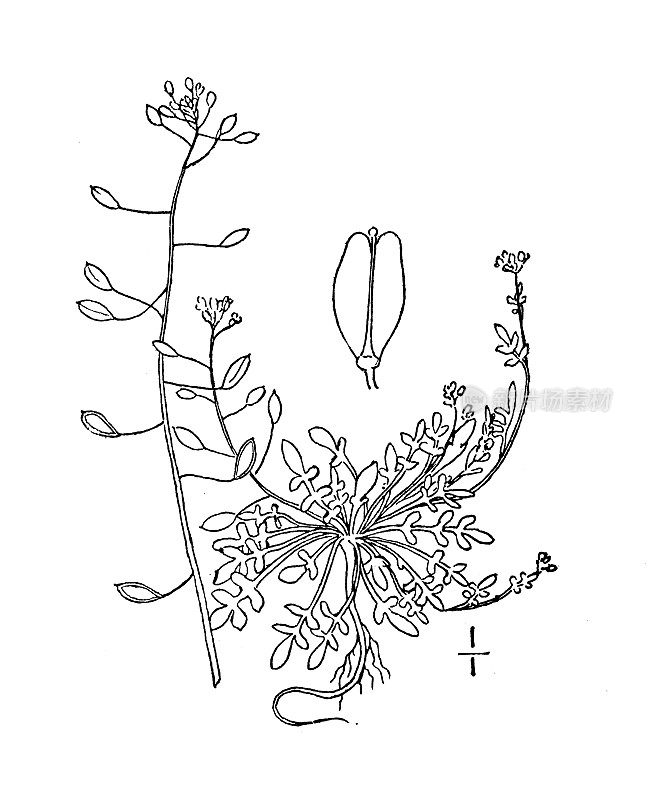 古植物学植物插图:垂卧Hutchinsia procumbens，匍匐Hutchinsia